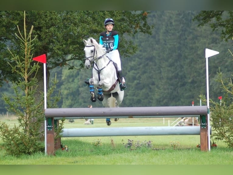 Irish Sport Horse Stute 12 Jahre 167 cm Schimmel in Harelbeke
