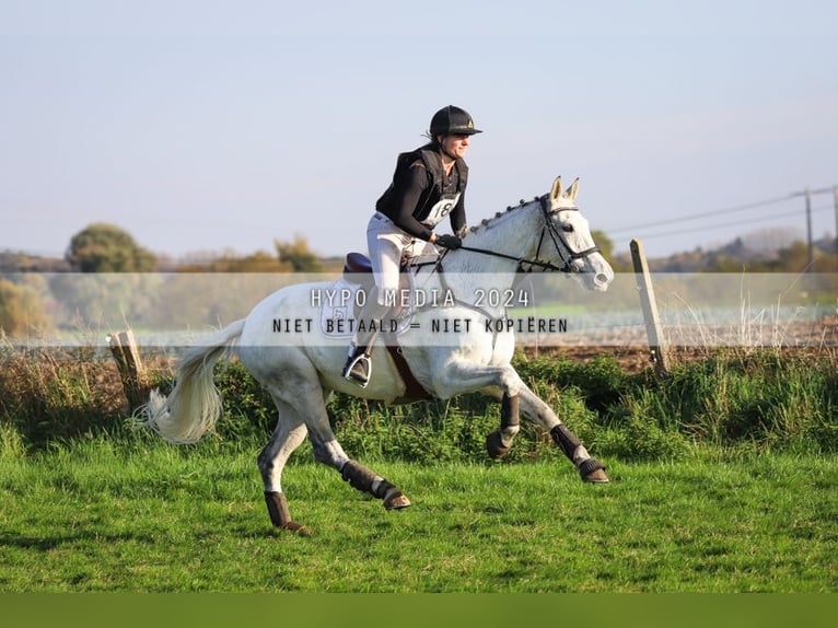 Irish Sport Horse Stute 12 Jahre 167 cm Schimmel in Harelbeke