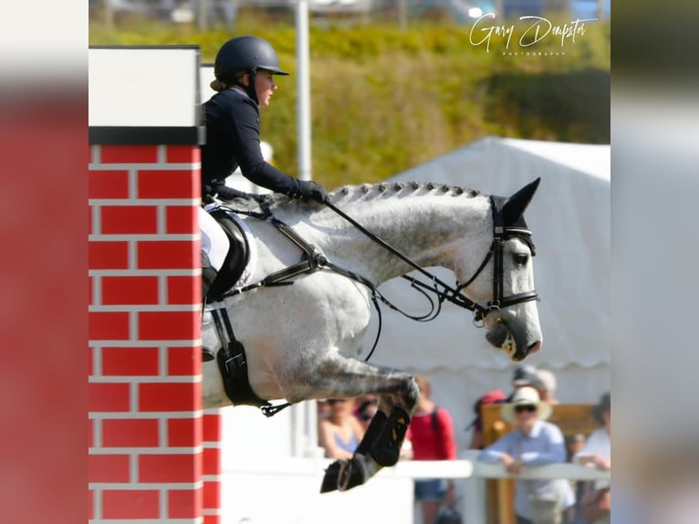 Irish Sport Horse Stute 12 Jahre 167 cm Schimmel in Harelbeke