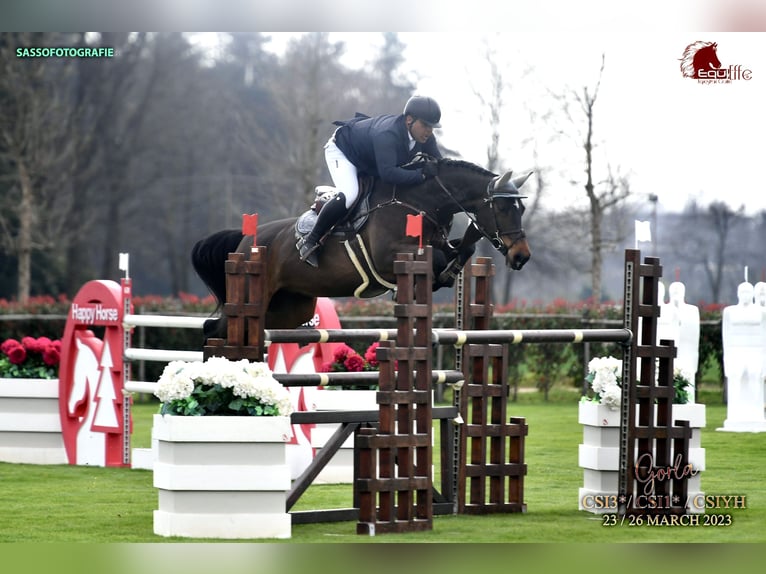Irish Sport Horse Stute 12 Jahre 168 cm Dunkelbrauner in Utting am Ammersee