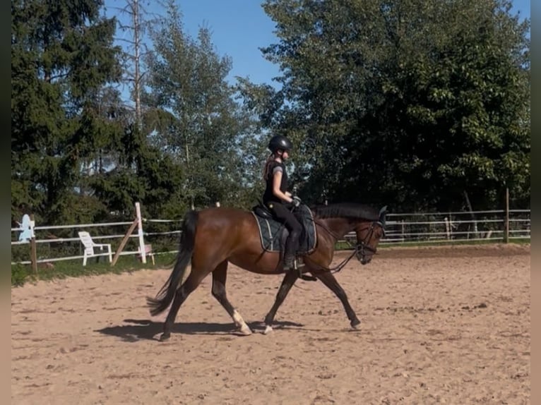 Irish Sport Horse Stute 13 Jahre 146 cm Brauner in Oberasbach