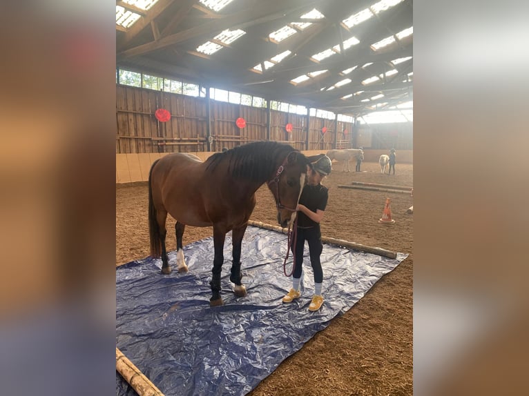 Irish Sport Horse Stute 13 Jahre 146 cm Brauner in Oberasbach
