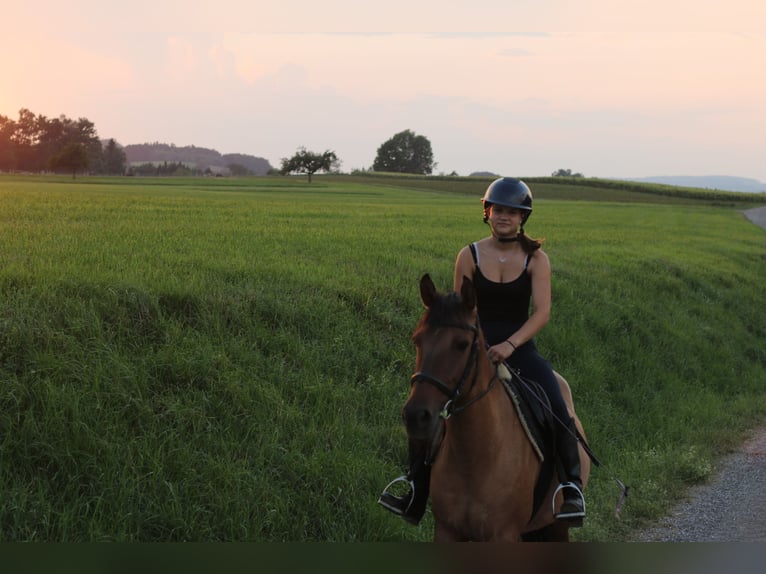 Irish Sport Horse Stute 13 Jahre 150 cm Falbe in Weinfelden