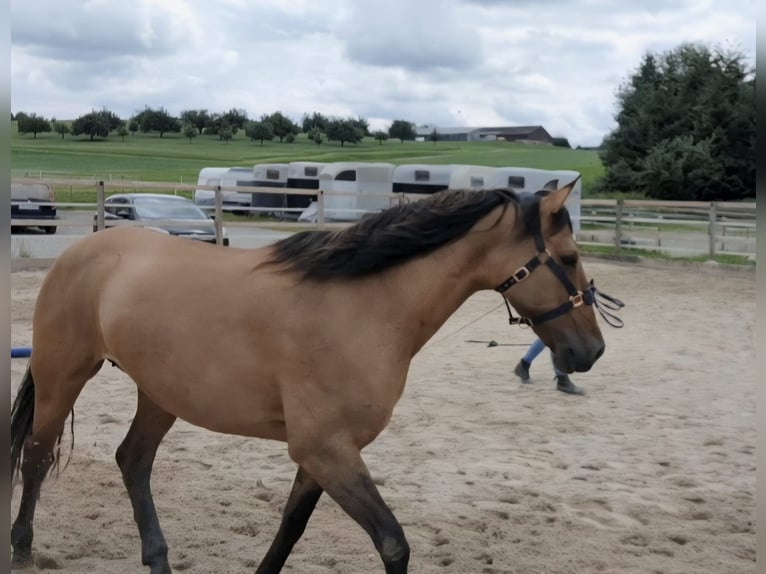 Irish Sport Horse Stute 13 Jahre 150 cm in Weinfelden