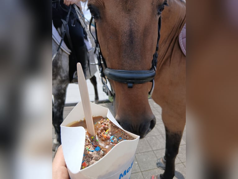 Irish Sport Horse Stute 13 Jahre 150 cm in Weinfelden