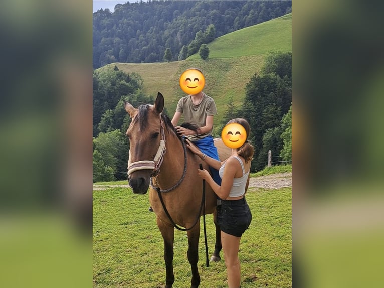 Irish Sport Horse Stute 13 Jahre 150 cm in Weinfelden