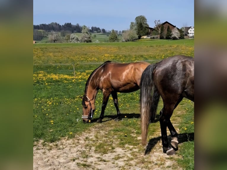 Irish Sport Horse Stute 13 Jahre 150 cm in Weinfelden