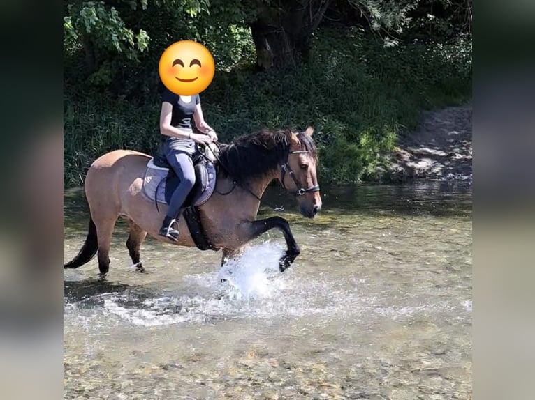 Irish Sport Horse Stute 13 Jahre 150 cm in Weinfelden