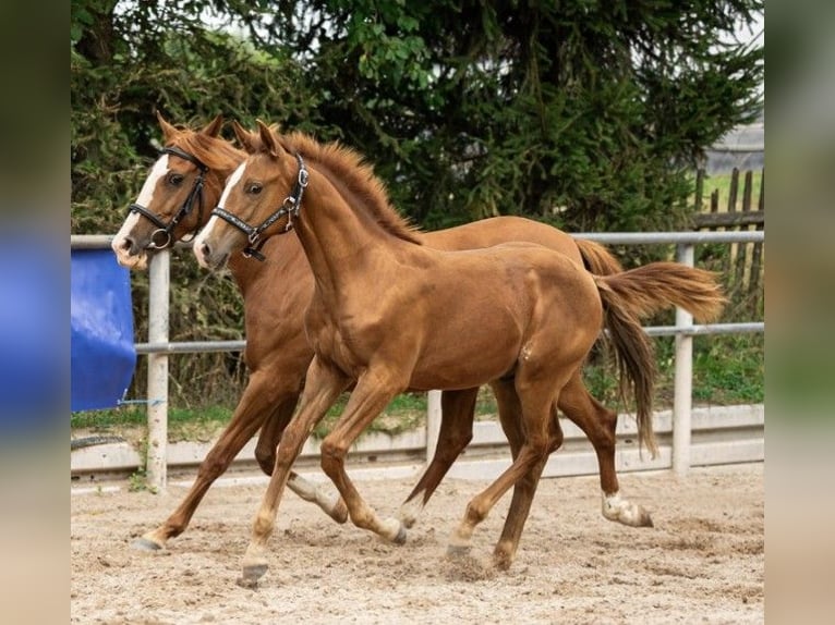 Irish Sport Horse Stute 13 Jahre 152 cm Rabicano in Wesertal