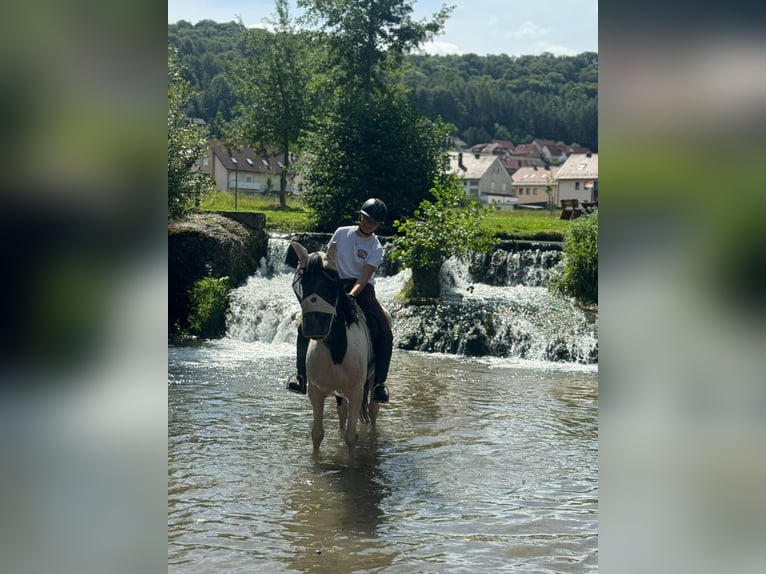 Irish Sport Horse Mix Stute 13 Jahre 152 cm Schecke in Kulmbach