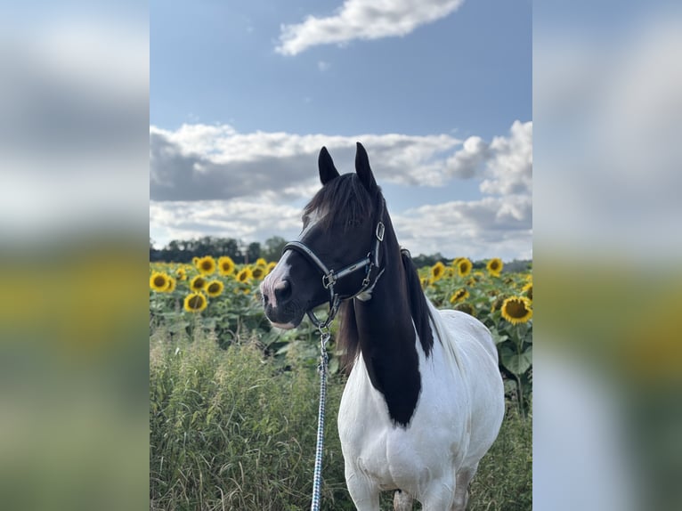 Irish Sport Horse Mix Stute 13 Jahre 152 cm Schecke in Kulmbach