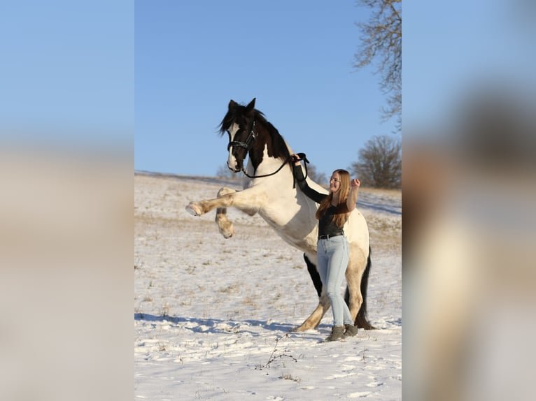 Irish Sport Horse Mix Stute 13 Jahre 152 cm Schecke in Kulmbach