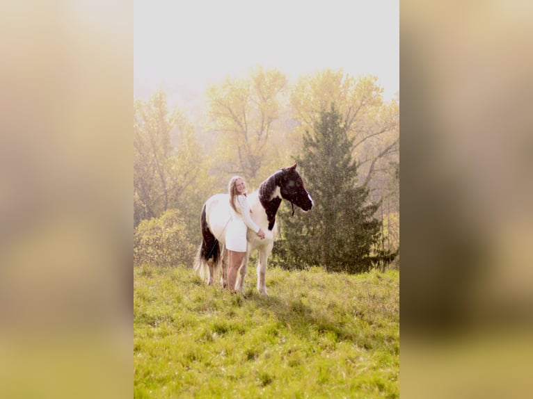 Irish Sport Horse Mix Stute 13 Jahre 152 cm Schecke in Kulmbach