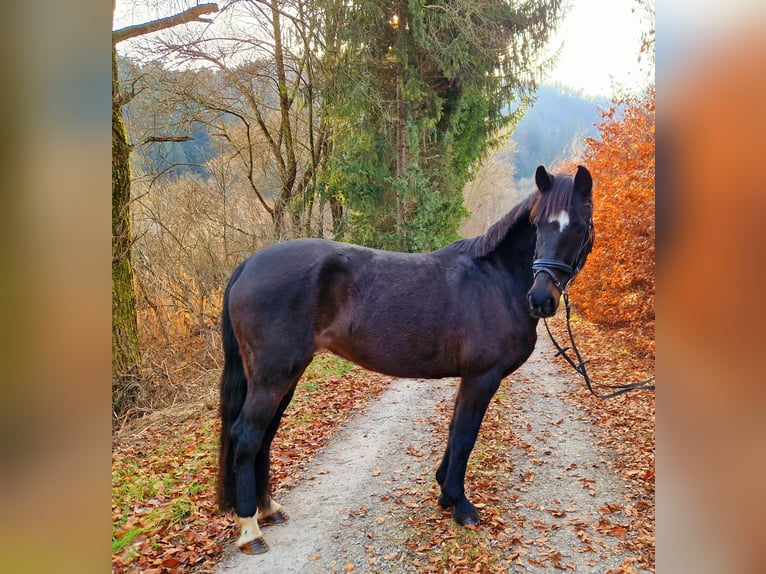 Irish Sport Horse Stute 13 Jahre 156 cm Dunkelbrauner in Gummern