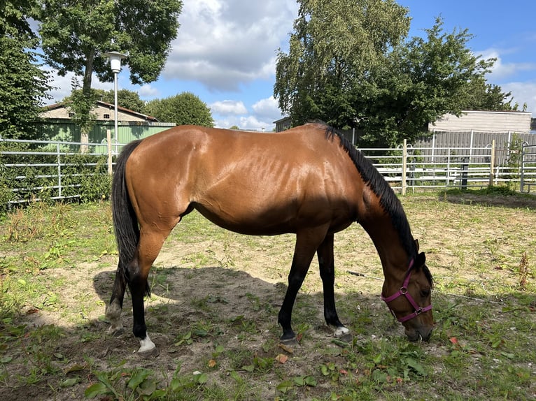 Irish Sport Horse Stute 13 Jahre 160 cm Brauner in Cuxhaven