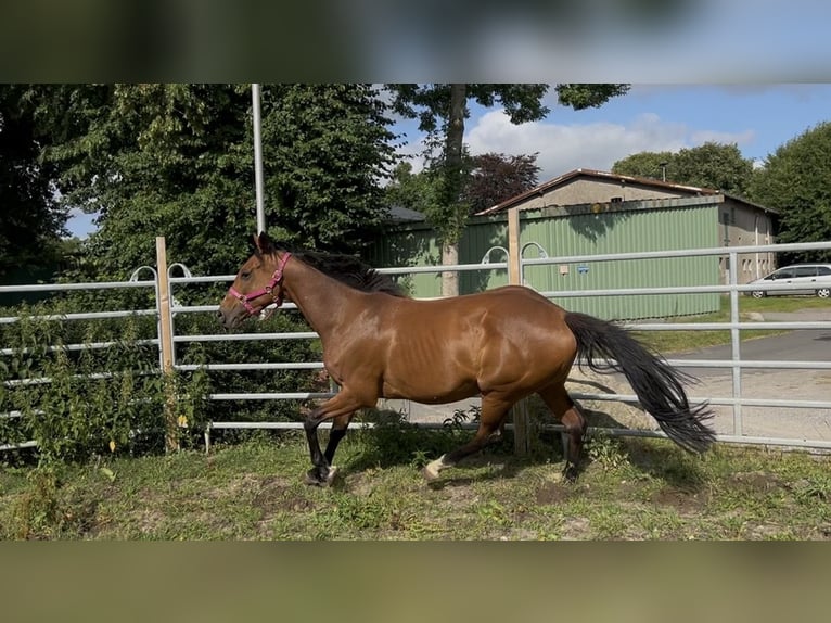 Irish Sport Horse Stute 13 Jahre 160 cm Brauner in Cuxhaven