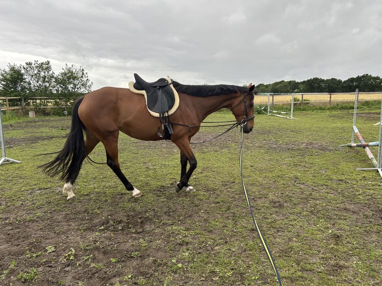 Irish Sport Horse Stute 13 Jahre 160 cm Brauner in Cuxhaven