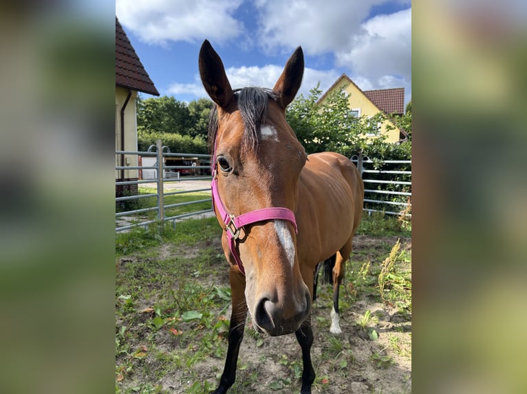 Irish Sport Horse Stute 13 Jahre 160 cm Brauner in Cuxhaven