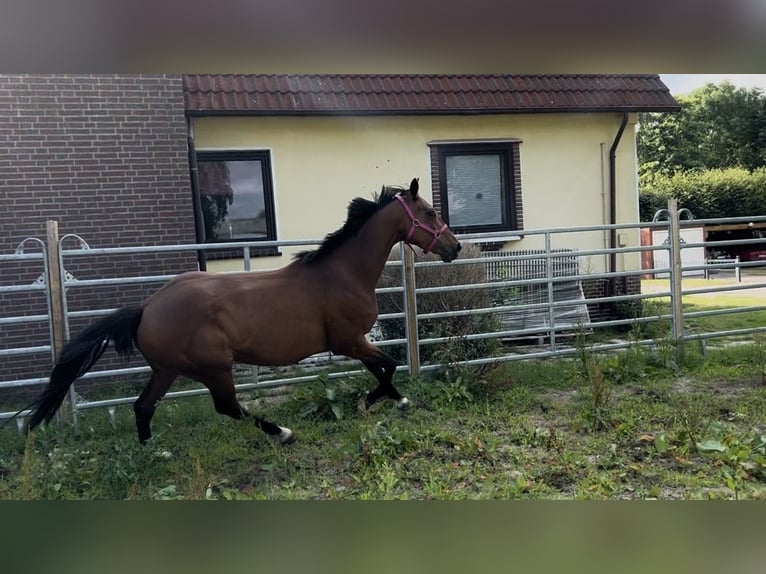 Irish Sport Horse Stute 13 Jahre 160 cm Brauner in Cuxhaven