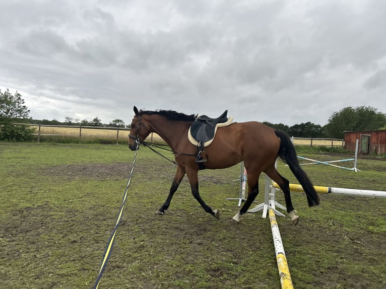 Irish Sport Horse Stute 13 Jahre 160 cm Brauner in Cuxhaven