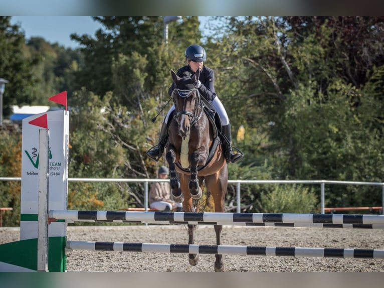 Irish Sport Horse Stute 13 Jahre 160 cm Dunkelbrauner in Hirschaid
