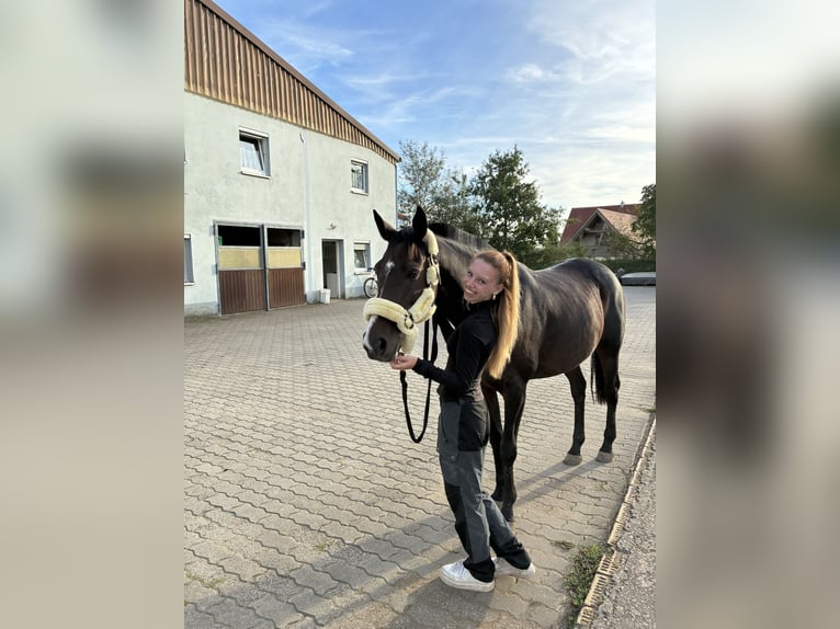 Irish Sport Horse Stute 13 Jahre 160 cm Dunkelbrauner in Hirschaid