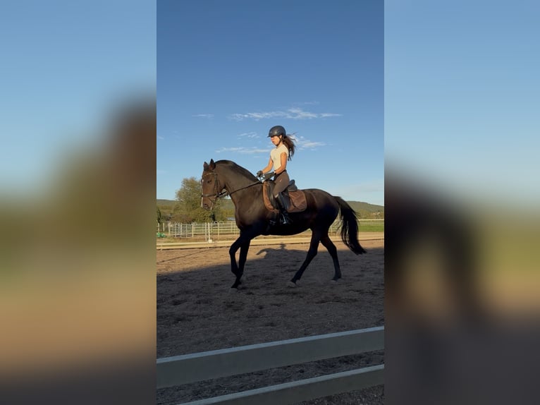 Irish Sport Horse Stute 13 Jahre 160 cm Dunkelbrauner in Hirschaid