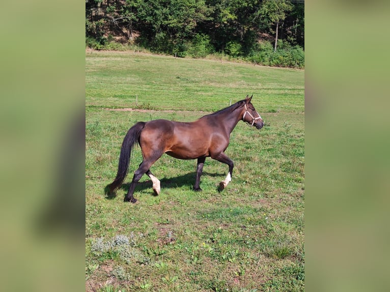 Irish Sport Horse Stute 13 Jahre 160 cm in Ebsdorfergrund
