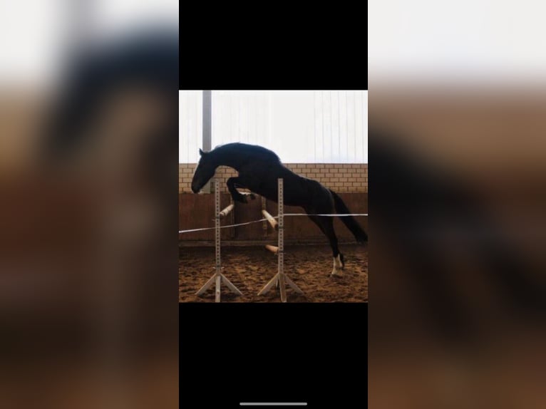 Irish Sport Horse Stute 13 Jahre 160 cm in Ebsdorfergrund