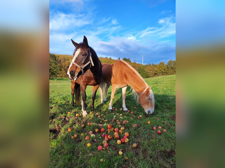 Irish Sport Horse Stute 13 Jahre 160 cm in Ebsdorfergrund