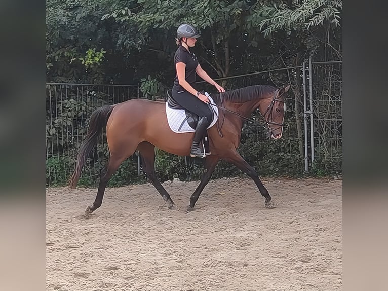 Irish Sport Horse Stute 13 Jahre 162 cm Brauner in Lage Irish Sport Horse Stute 13 Jahre 162 cm Brauner in Lage