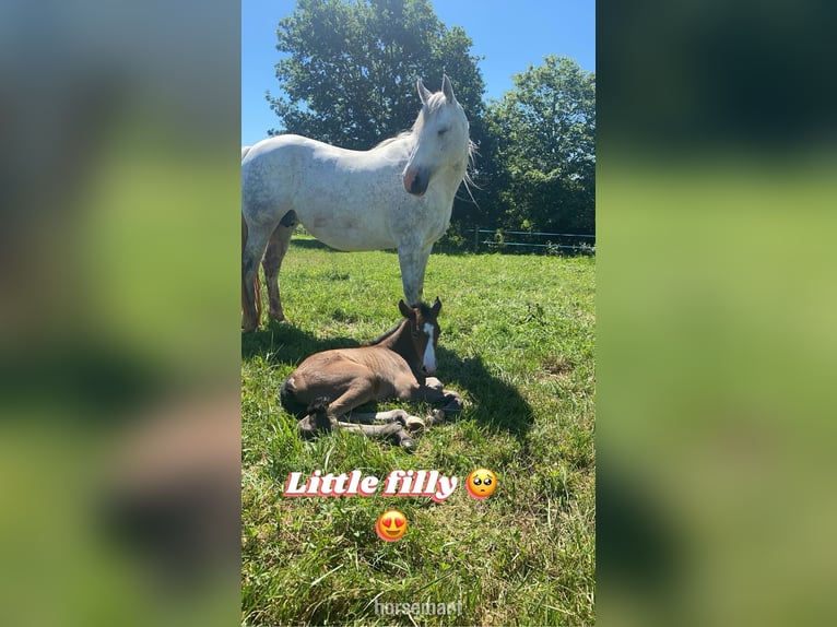 Irish Sport Horse Stute 13 Jahre 163 cm Schimmel in Monguilhem