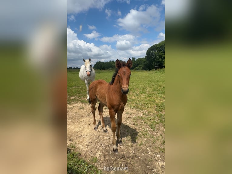Irish Sport Horse Stute 13 Jahre 163 cm Schimmel in Monguilhem