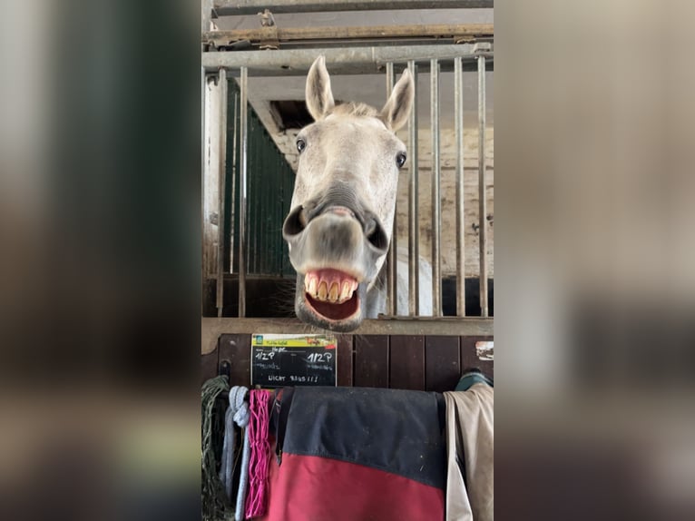 Irish Sport Horse Stute 13 Jahre 164 cm Fliegenschimmel in Duisburg