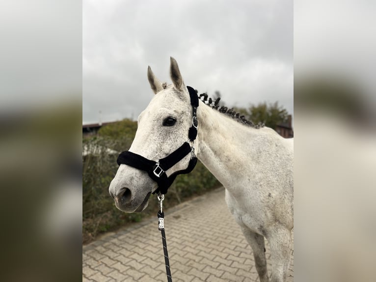 Irish Sport Horse Stute 13 Jahre 164 cm Fliegenschimmel in Duisburg