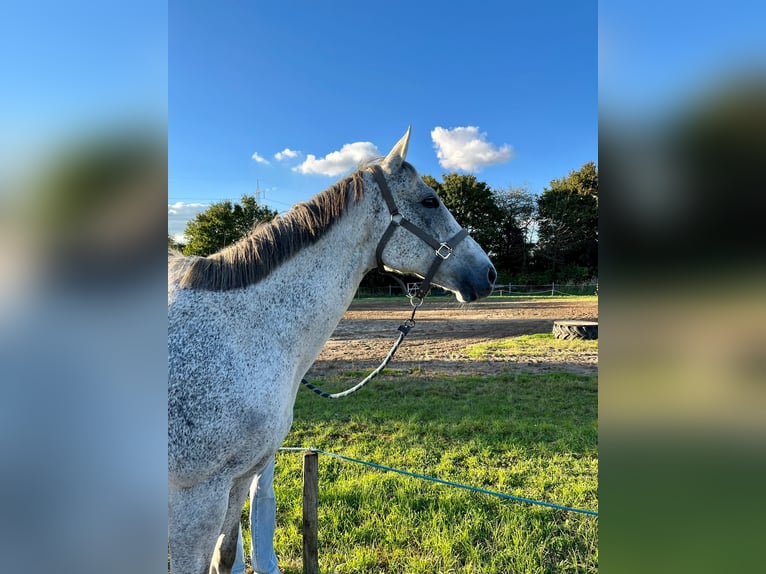Irish Sport Horse Stute 13 Jahre 164 cm Fliegenschimmel in Duisburg