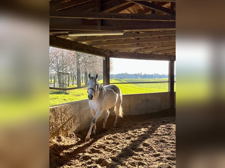 Irish Sport Horse Stute 13 Jahre 164 cm Fliegenschimmel in Duisburg