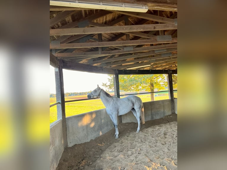 Irish Sport Horse Stute 13 Jahre 164 cm Fliegenschimmel in Duisburg