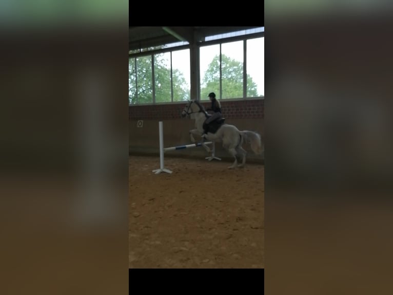 Irish Sport Horse Stute 13 Jahre 164 cm Fliegenschimmel in Duisburg