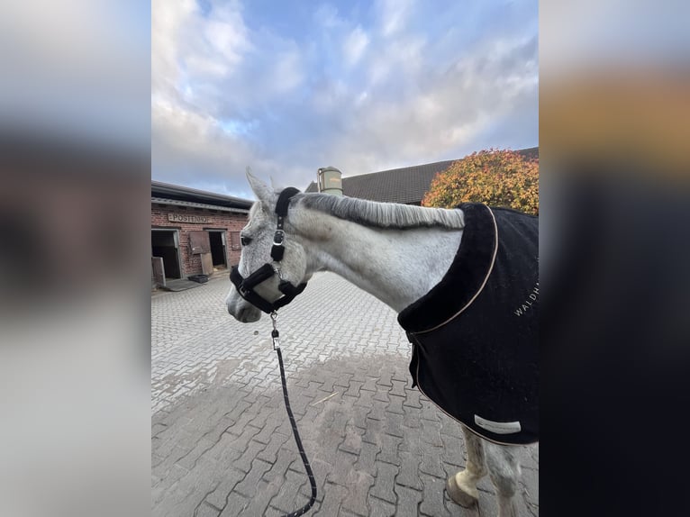 Irish Sport Horse Stute 13 Jahre 164 cm Fliegenschimmel in Duisburg
