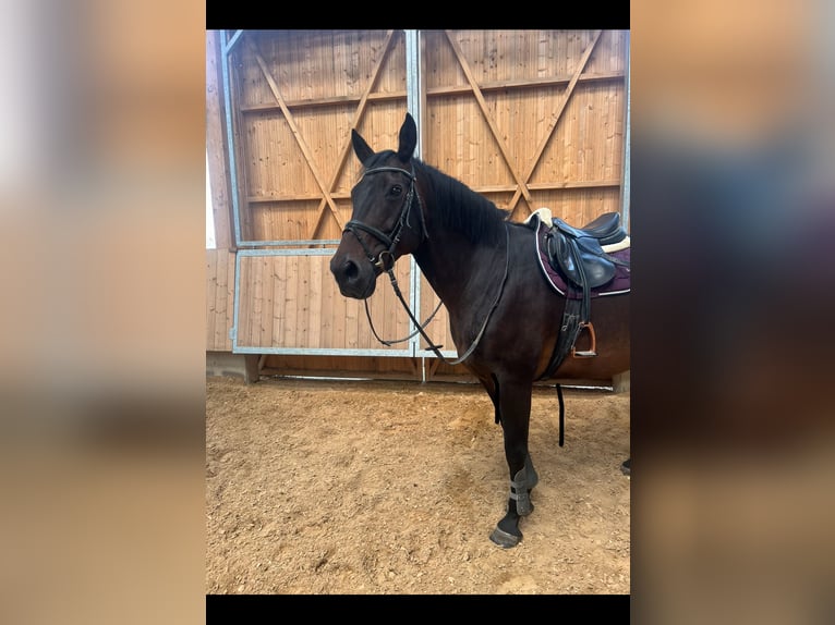 Irish Sport Horse Stute 13 Jahre 165 cm Brauner in Sachsen