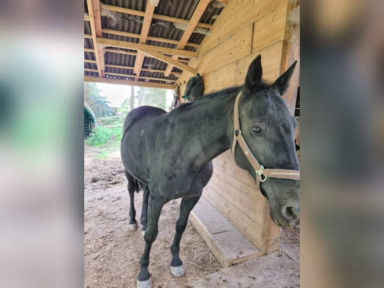 Irish Sport Horse Mix Stute 13 Jahre 168 cm Rappe in Eltville am Rhein
