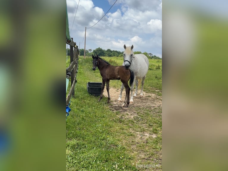 Irish Sport Horse Stute 13 Jahre Schimmel in Monguilhem