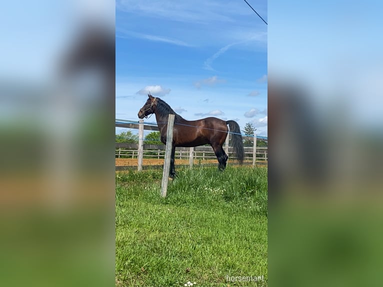 Irish Sport Horse Stute 13 Jahre Schimmel in Monguilhem