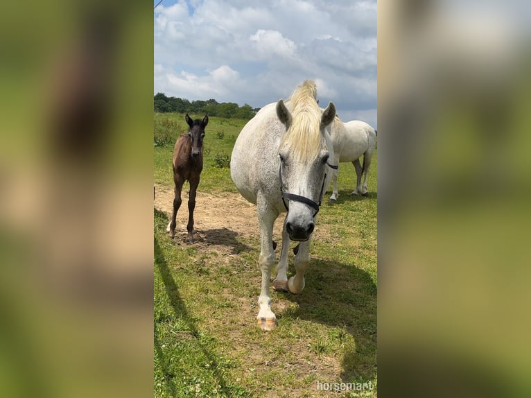 Irish Sport Horse Stute 13 Jahre Schimmel in Monguilhem