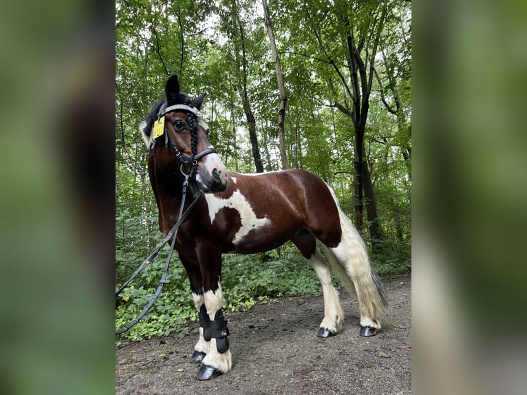 Irish Sport Horse Stute 14 Jahre 145 cm  in Krefeld