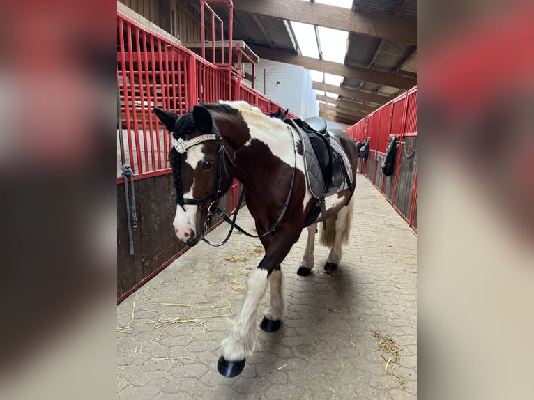Irish Sport Horse Stute 14 Jahre 145 cm  in Krefeld