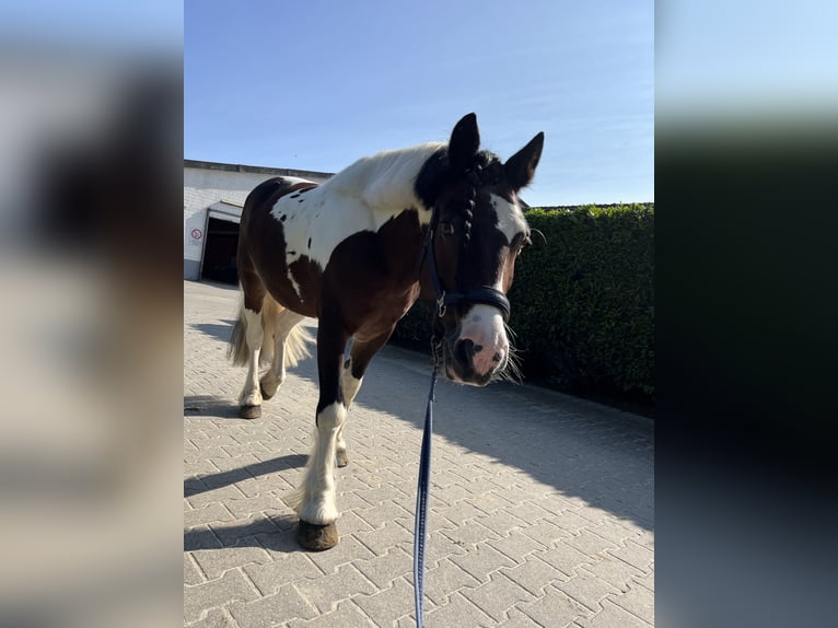 Irish Sport Horse Stute 14 Jahre 145 cm  in Krefeld
