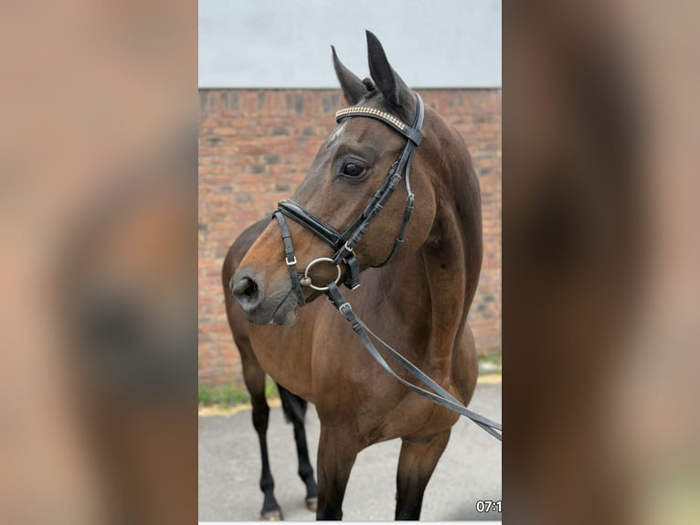 Irish Sport Horse Stute 14 Jahre 158 cm Brauner in Lage Irish Sport Horse Stute 14 Jahre 158 cm Brauner in Lage