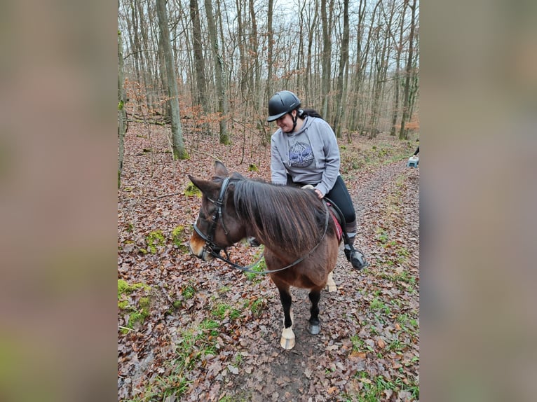 Irish Sport Horse Stute 14 Jahre 160 cm  in Ebsdorfergrund